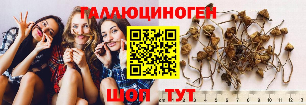 Троицк  Псилоцибиновые грибы прущие грибы  Вход с VPN 